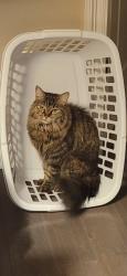 Lost Female Cat last seen woodlakes ests subdivision, Hammond, LA 70403