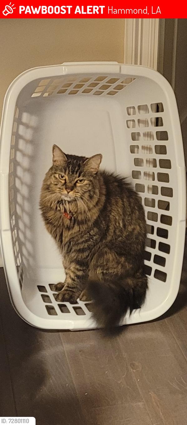 Lost Female Cat last seen woodlakes ests subdivision, Hammond, LA 70403