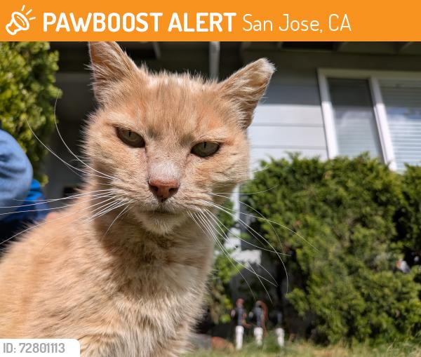 Found/Stray Male Cat last seen Lawrence expressway & Moorpark Ave , San Jose, CA 95129