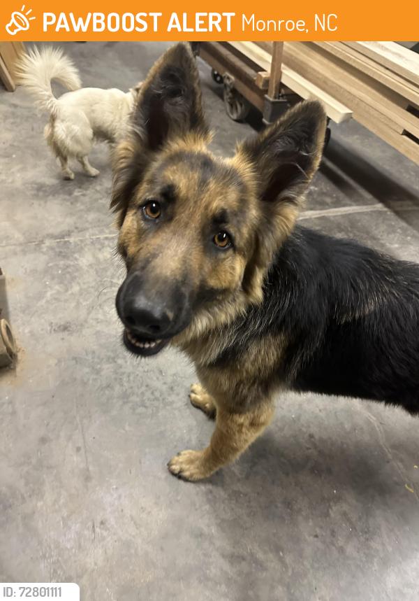 Found/Stray Female Dog last seen Monroe NC, Monroe, NC 28112