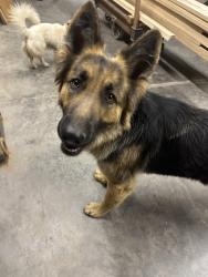 Found/Stray Female Dog last seen Monroe NC, Monroe, NC 28112