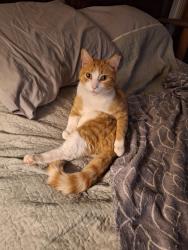 Lost Male Cat last seen Banks St , Canby St, Harrisburg, PA 17103