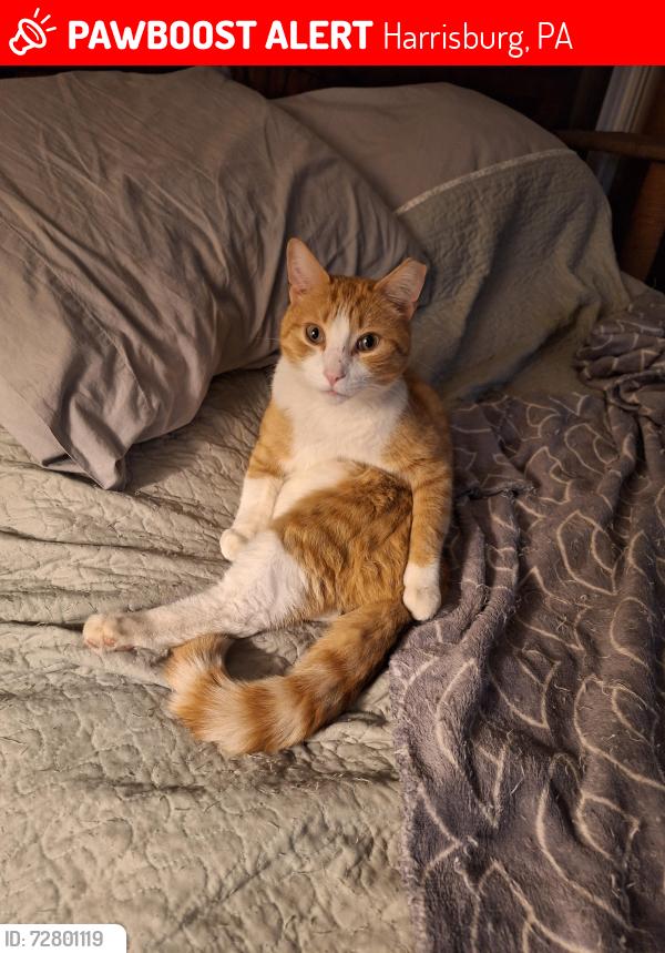 Lost Male Cat last seen Banks St , Canby St, Harrisburg, PA 17103