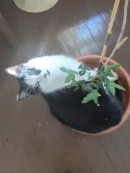 Reunited Male Cat last seen Near SW 7th Cir, Yukon, OK 73099, USA, Yukon, OK 73099