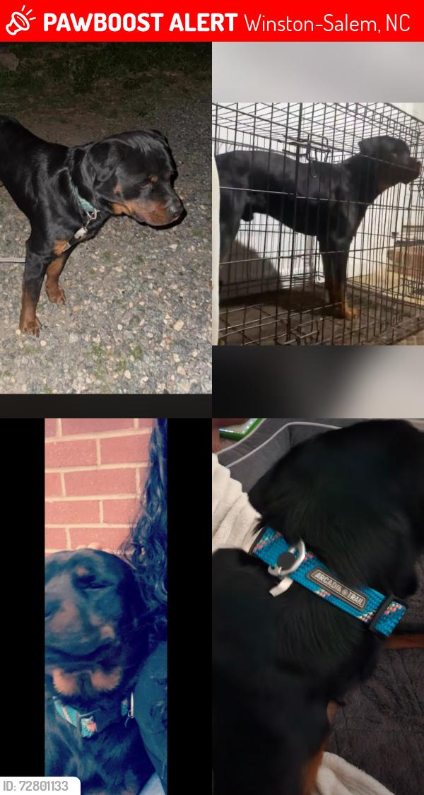 Lost Male Dog last seen Old hollow rd, Winston-Salem, NC 27105