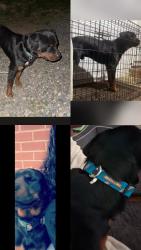 Lost Male Dog last seen Old hollow rd, Winston-Salem, NC 27105
