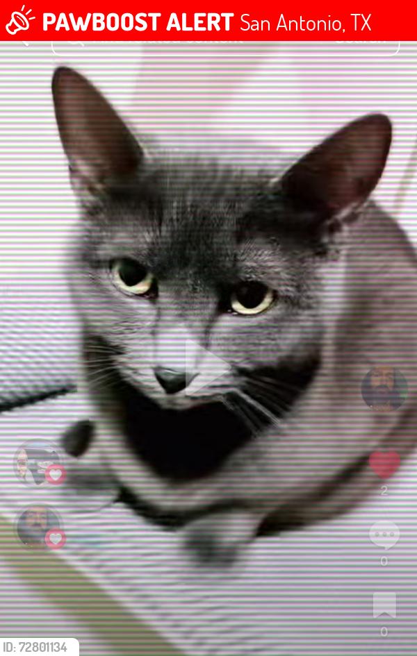 Lost Female Cat last seen Silver fox, San Antonio, TX 78257
