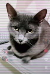 Lost Female Cat last seen Silver fox, San Antonio, TX 78257