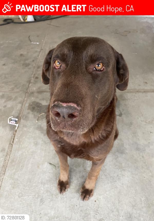 Lost Male Dog last seen By good hope elementary! , Good Hope, CA 92570