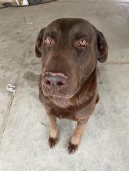 Lost Male Dog last seen By good hope elementary! , Good Hope, CA 92570
