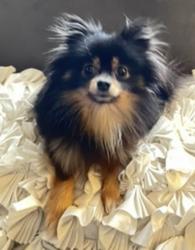 Lost Female Dog last seen Near Delor and Itaska, right off of Hampton , St. Louis, MO 63109