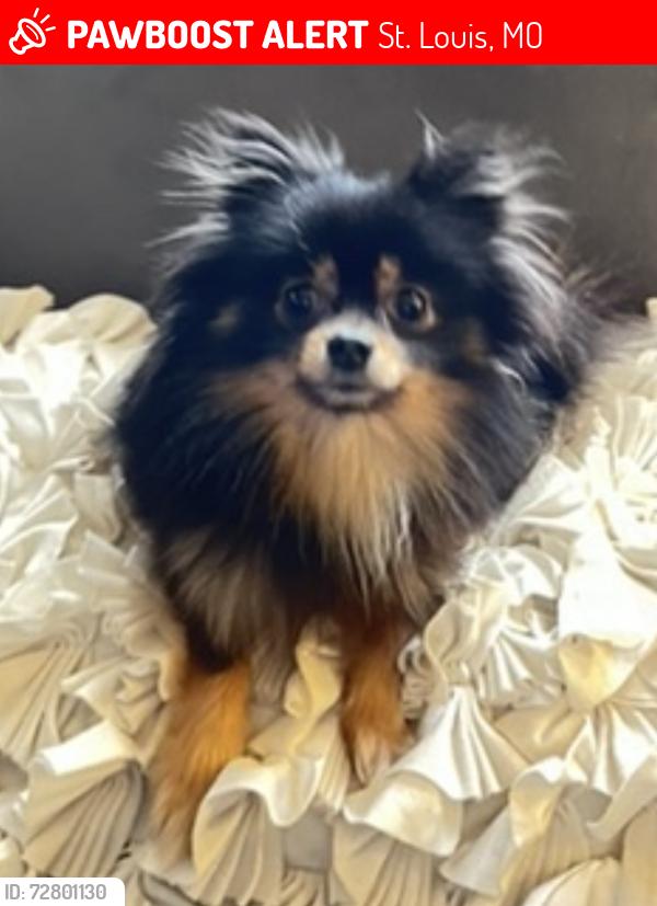 Lost Female Dog last seen Near Delor and Itaska, right off of Hampton , St. Louis, MO 63109