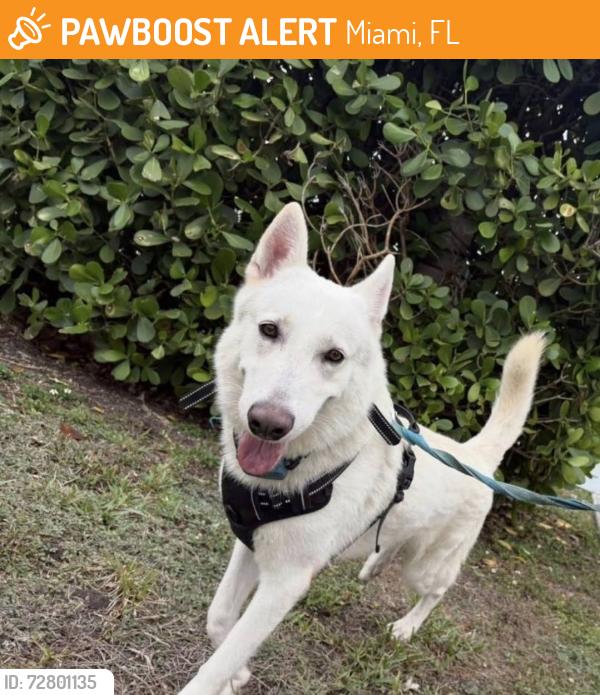 Found/Stray Male Dog last seen Shop, Miami, FL 33175