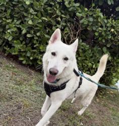 Found/Stray Male Dog last seen Shop, Miami, FL 33175