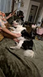 Found/Stray Male Dog last seen Near nw 10TH AVENUE , Gainesville, FL 32605