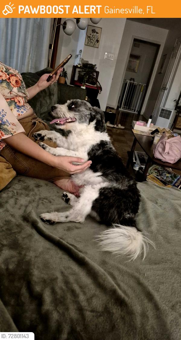 Found/Stray Male Dog last seen Near nw 10TH AVENUE , Gainesville, FL 32605
