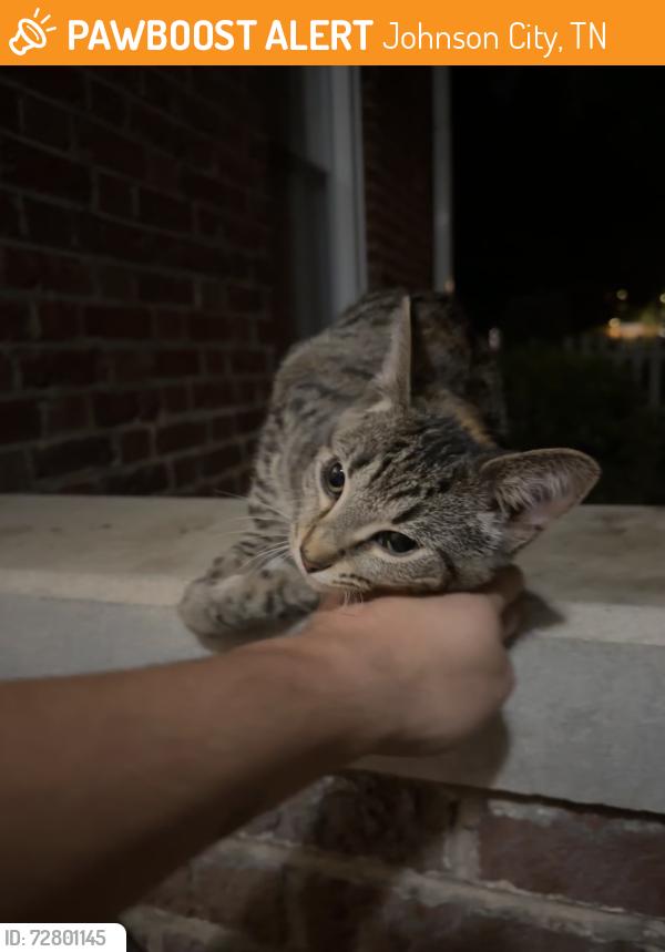 Found/Stray Female Cat last seen W maple and earnest , Johnson City, TN 37604
