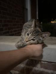 Found/Stray Female Cat last seen W maple and earnest , Johnson City, TN 37604
