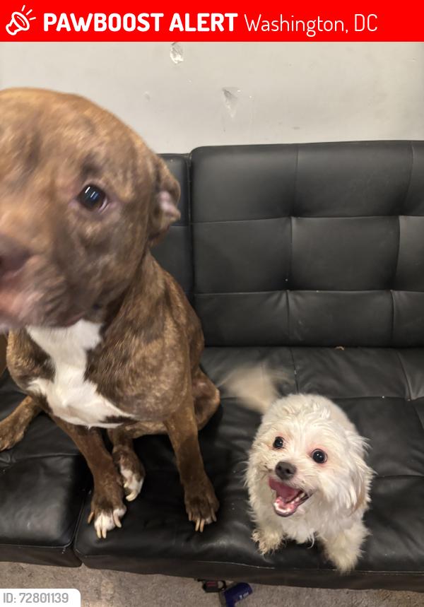 Lost Female Dog last seen Near lee st ne , Washington, DC 20019