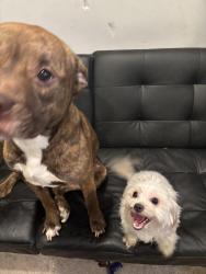 Lost Female Dog last seen Near lee st ne , Washington, DC 20019