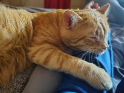 Lost Male Cat last seen Forrest ave by the dollar general, Dover, DE 19904