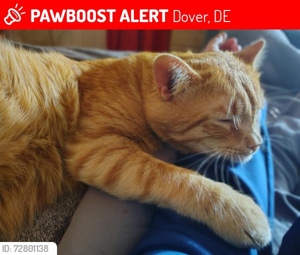 Lost Male Cat last seen Forrest ave by the dollar general, Dover, DE 19904