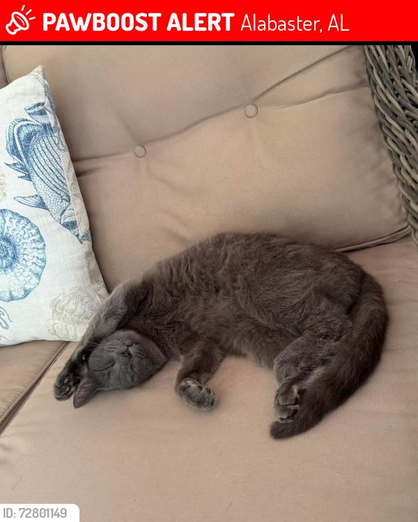Lost Male Cat last seen Fox Valley Neighborhood, Alabaster, AL 35114