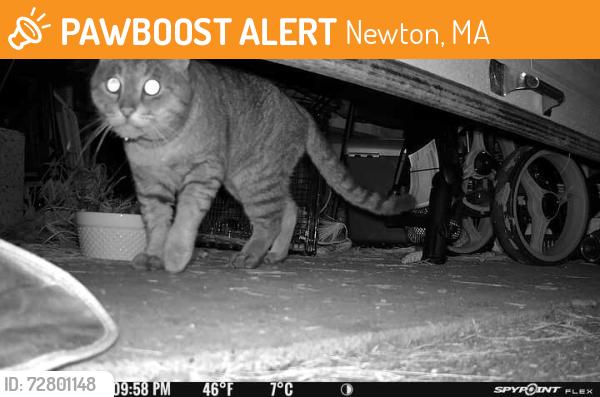 Found/Stray Unknown Cat last seen Staniford and Lexington, Newton, MA 02466