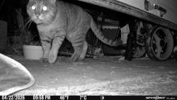 Found/Stray Unknown Cat last seen Staniford and Lexington, Newton, MA 02466
