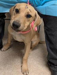 Shelter Stray Male Dog last seen Near BLOCK ALTA VISTA DR, BAKERSFIELD CA 93305, Bakersfield, CA 93308