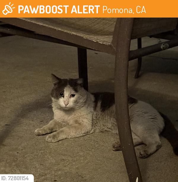 Found/Stray Unknown Cat last seen Towne and arrow highway , Pomona, CA 91767