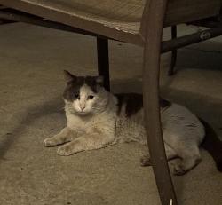 Found/Stray Unknown Cat last seen Towne and arrow highway , Pomona, CA 91767