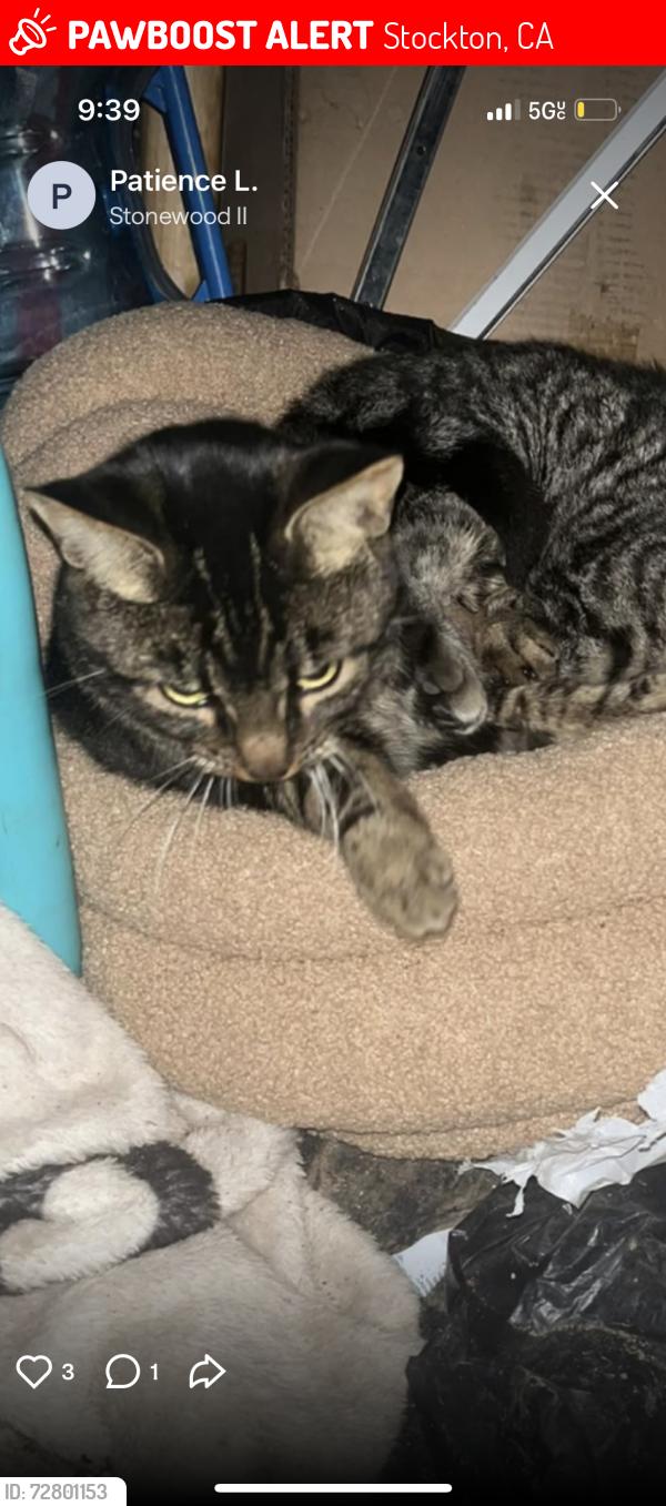 Lost Female Cat last seen Stonewood, Stockton, CA 95209