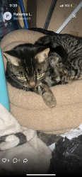 Lost Female Cat last seen Stonewood, Stockton, CA 95209