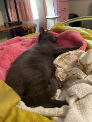 Lost Male Cat last seen Near 68 th St N , St. Petersburg, FL 33710