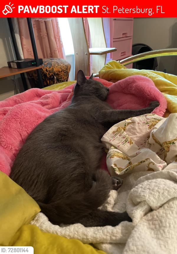 Lost Male Cat last seen Near 68 th St N, St. Petersburg, FL 33710