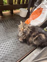 Lost Male Cat last seen Near Corte real, Kentfield, CA 94904