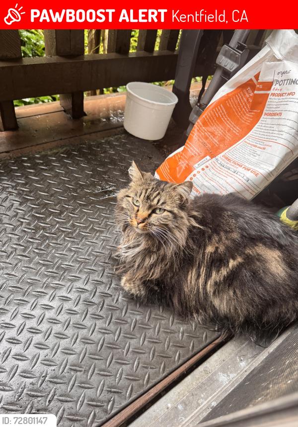 Lost Male Cat last seen Near Corte real, Kentfield, CA 94904