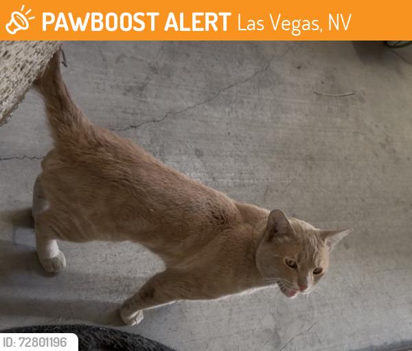 Found/Stray Male Cat last seen Durango and warm springs, Las Vegas, NV 89113