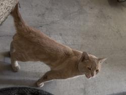 Found/Stray Male Cat last seen Durango and warm springs, Las Vegas, NV 89113