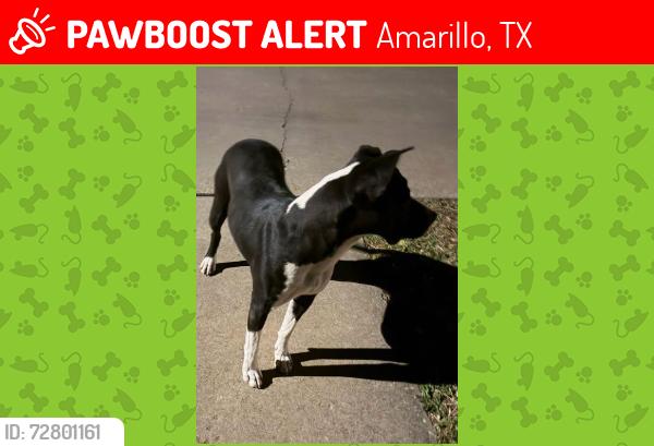 Lost Female Dog last seen Coulter Elmhurst Gainsborough Jameson, Amarillo, TX 79121