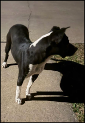 Lost Female Dog last seen Coulter Elmhurst Gainsborough Jameson, Amarillo, TX 79121