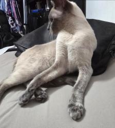 Lost Female Cat last seen Lost by 9729 pickerel dr., El Paso, TX 79924