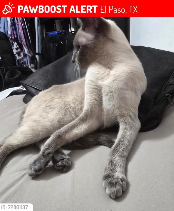 Lost Female Cat last seen Lost by 9729 pickerel dr., El Paso, TX 79924