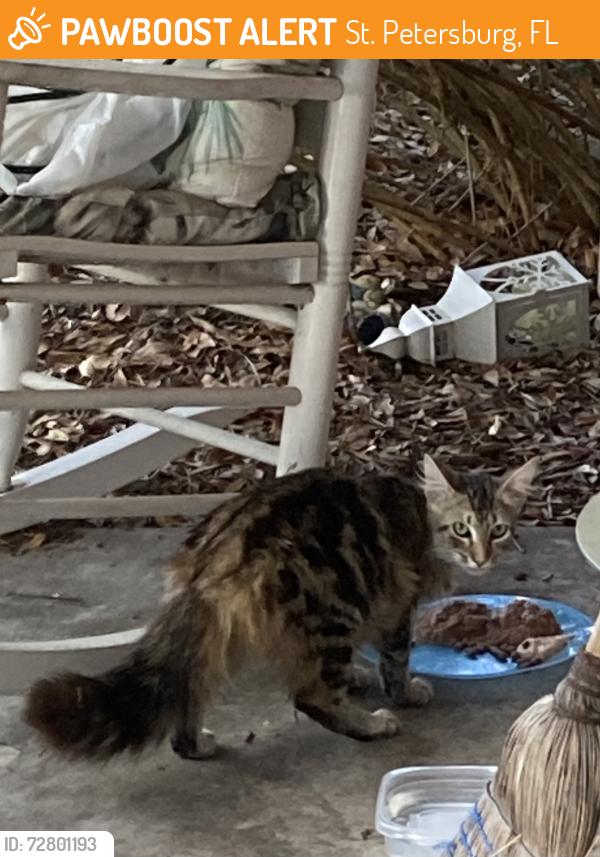 Found/Stray Unknown Cat last seen 14th St. and 84th Ave. N. behind Jamestown cndmniums, St. Petersburg, FL 33702