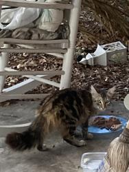 Found/Stray Unknown Cat last seen 14th St. and 84th Ave. N. behind Jamestown cndmniums, St. Petersburg, FL 33702