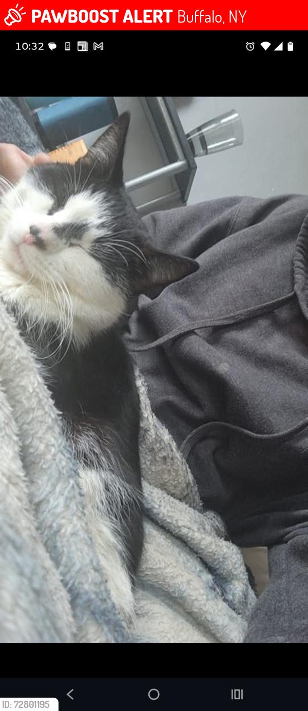 Lost Male Cat last seen Tifft st and hopkins st , Buffalo, NY 14220
