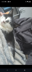 Lost Male Cat last seen Tifft st and hopkins st , Buffalo, NY 14220