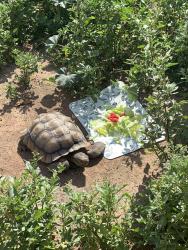 Lost Male Reptile last seen Intersection Vista Village Drive and North Citrus Avenue, Vista, CA 92083