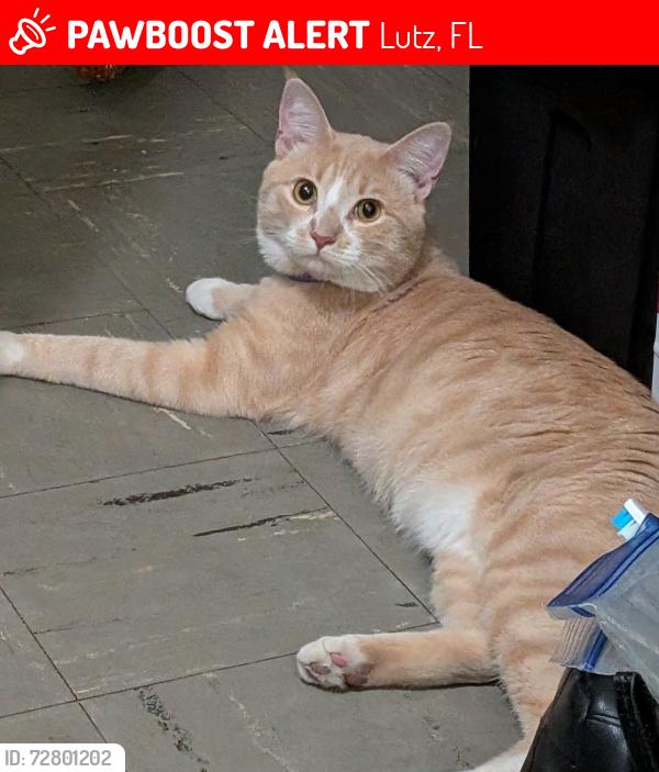 Lost Male Cat last seen Hannah rd.  Near / Nebraska ave , Lutz, FL 33549
